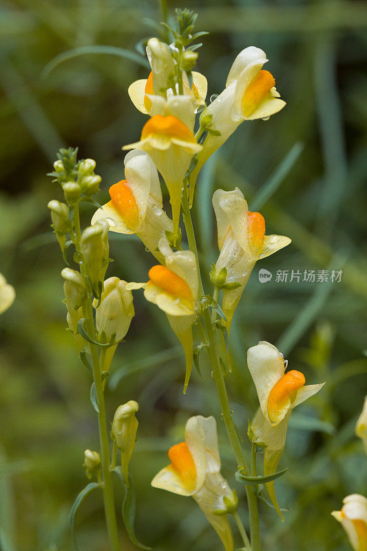 黄油和鸡蛋(Linaria Vulgaris)